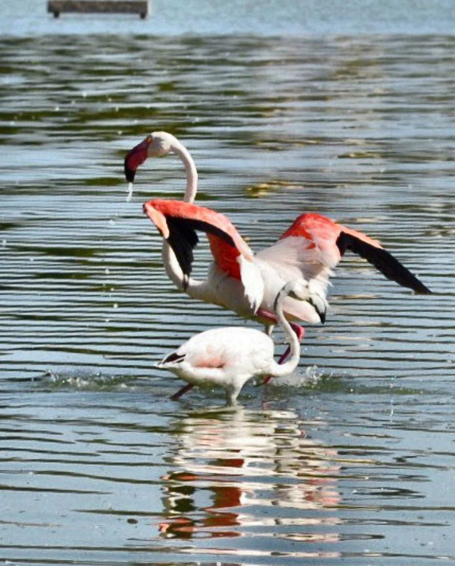 flamingos-Calp-las-Salinas